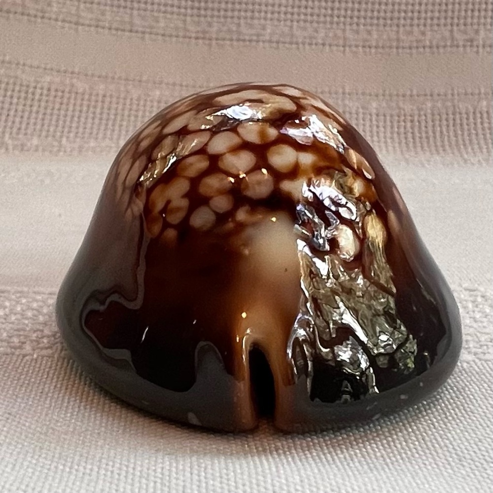Humpback Cowry Cowrie Shell Gold Wire Bail EUC - Picture 5 of 13